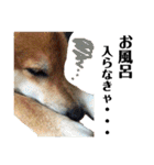 柴犬タロー2 ちょっと北海道弁（個別スタンプ：35）