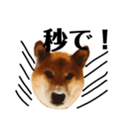 柴犬タロー2 ちょっと北海道弁（個別スタンプ：36）