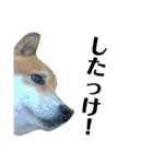 柴犬タロー2 ちょっと北海道弁（個別スタンプ：37）