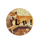 柴犬タロー2 ちょっと北海道弁（個別スタンプ：38）