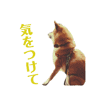 柴犬タロー2 ちょっと北海道弁（個別スタンプ：39）