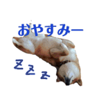 柴犬タロー2 ちょっと北海道弁（個別スタンプ：40）