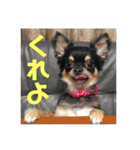 ちーとこすぺしゃる（個別スタンプ：4）
