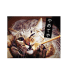 ちーとこすぺしゃる（個別スタンプ：6）