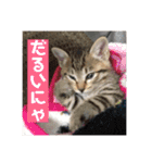 ちーとこすぺしゃる（個別スタンプ：11）