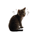 ちーとこすぺしゃる（個別スタンプ：12）