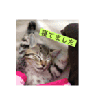 ちーとこすぺしゃる（個別スタンプ：13）