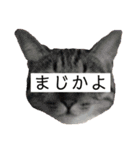 ちーとこすぺしゃる（個別スタンプ：15）