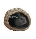 ぞのスタ（個別スタンプ：8）