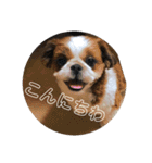 シーズー犬のビビちゃん（個別スタンプ：1）