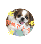 シーズー犬のビビちゃん（個別スタンプ：2）