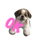 シーズー犬のビビちゃん（個別スタンプ：3）