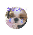 シーズー犬のビビちゃん（個別スタンプ：4）