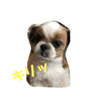 シーズー犬のビビちゃん（個別スタンプ：5）