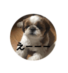 シーズー犬のビビちゃん（個別スタンプ：6）