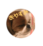 シーズー犬のビビちゃん（個別スタンプ：7）