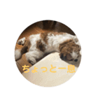 シーズー犬のビビちゃん（個別スタンプ：10）