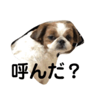 シーズー犬のビビちゃん（個別スタンプ：11）