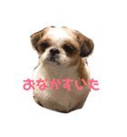 シーズー犬のビビちゃん（個別スタンプ：12）