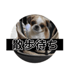 シーズー犬のビビちゃん（個別スタンプ：13）