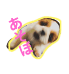 シーズー犬のビビちゃん（個別スタンプ：14）