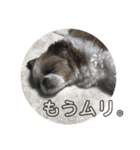 シーズー犬のビビちゃん（個別スタンプ：15）