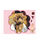 愛犬ruby1（個別スタンプ：2）