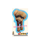 愛犬ruby1（個別スタンプ：3）