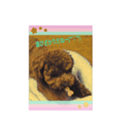 愛犬ruby1（個別スタンプ：5）