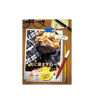 愛犬ruby1（個別スタンプ：6）