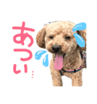 Chao 'n Dale（個別スタンプ：6）