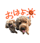 Chao 'n Dale（個別スタンプ：15）