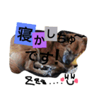 まいにちかいじゅう2（個別スタンプ：1）