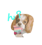 キャバリアの茶々丸くんです（個別スタンプ：7）