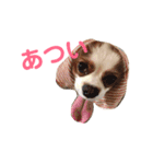 キャバリアの茶々丸くんです（個別スタンプ：8）