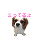 キャバリアの茶々丸くんです（個別スタンプ：10）