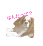 キャバリアの茶々丸くんです（個別スタンプ：11）