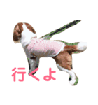 キャバリアの茶々丸くんです（個別スタンプ：13）