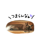 あずきときなことてん。（個別スタンプ：4）