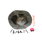 あずきときなことてん。（個別スタンプ：7）