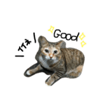 あずきときなことてん。（個別スタンプ：10）
