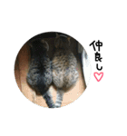 あずきときなことてん。（個別スタンプ：19）