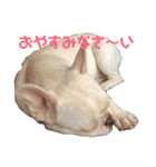 フレンチブルドッグ-ろけっと1（個別スタンプ：2）