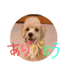たいぞうスタンプ いち（個別スタンプ：5）