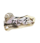 シャルルん（個別スタンプ：5）
