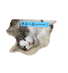 シャルルん（個別スタンプ：11）