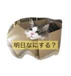 シャルルん（個別スタンプ：13）