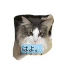 シャルルん（個別スタンプ：15）
