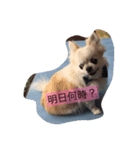 ゆいとみー（個別スタンプ：1）
