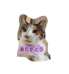 ゆいとみー（個別スタンプ：3）